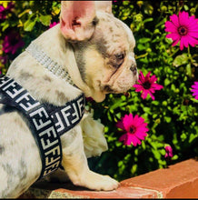 Load image into Gallery viewer, FIFI Harness &amp; Lead
