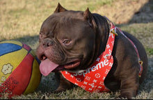 Load image into Gallery viewer, Leather Harness &amp; Lead Set
